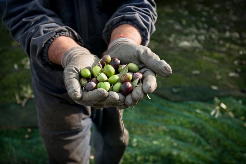 Jeffs_Garden's tweet photo. Why are Jeff's Garden olives everyone's favorite? We maintain the highest standards of quality by sourcing only the finest olives - you can almost taste the olive's journey from a small family farm in Greece to your table. https://t.co/djfwPzmNIt