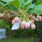 refreshweekly's tweet image. Readers, what's growing in your garden (or the garden of your dreams)? Get some inspiration from Faith Pineo's photos! buff.ly/2ZA9fxd