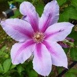 refreshweekly's tweet image. Readers, what's growing in your garden (or the garden of your dreams)? Get some inspiration from Faith Pineo's photos! buff.ly/2ZA9fxd