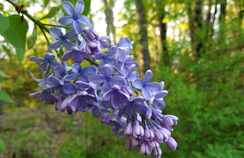 refreshweekly's tweet image. Readers, what's growing in your garden (or the garden of your dreams)? Get some inspiration from Faith Pineo's photos! buff.ly/2ZA9fxd