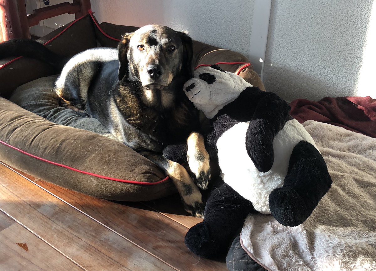 My dog Trevor cheering on Space X on their historic launch tonight! They build. They test. They fly. They fix. They build. They test. They fly. They fix. 89 times! And today they are sending people up! 
#LaunchAmerica #innovation #agile #transformation #leadership #culture