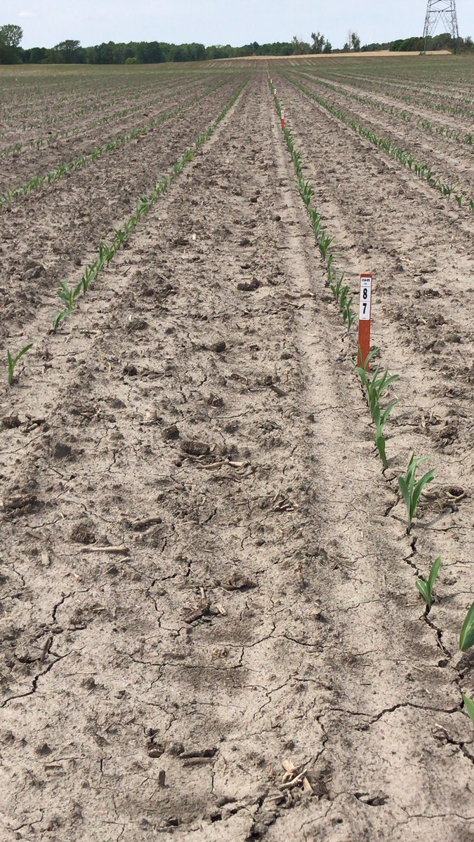 SeligaJohn's tweet photo. Great time to assess emergence and vigour on some potential @CortevaCA @PioneerSeedsCA corn products. Local #ImpactTesting helps our research teams assess product characteristics. #plant2020 providing its share of challenges so take advantage of the opportunities https://t.co/X8nIEYhWHx