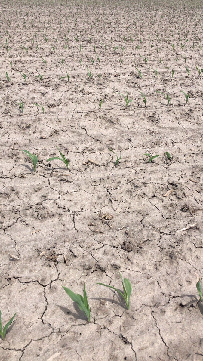 SeligaJohn's tweet photo. Great time to assess emergence and vigour on some potential @CortevaCA @PioneerSeedsCA corn products. Local #ImpactTesting helps our research teams assess product characteristics. #plant2020 providing its share of challenges so take advantage of the opportunities https://t.co/X8nIEYhWHx