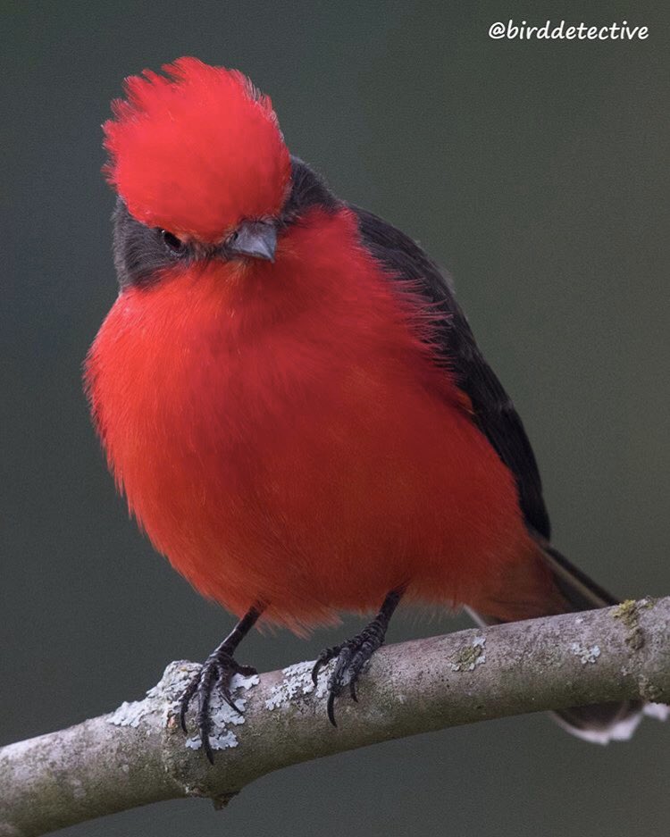 birddetectiveTR's tweet photo. Vermiyon rengini hiç duymuş muydunuz? Ben bu kuşu fotoğraflayana kadar duymamıştım. İsmi Vermiyon renkli sinekkapan. Ekvador’un başkenti Kito’da şehirde görüp fotoğraflamıştım. Vermiyon, turuncu ve kırmızı arasındaki renge deniyor. Nar çiçeğinin rengi ile aynı. https://t.co/2DZ4NESbLv
