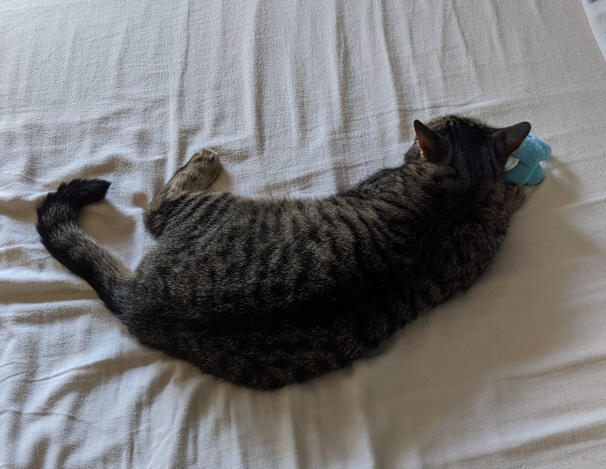 she's napping with her turtle plushie 