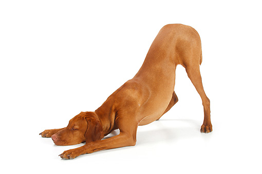  #Dog - Downward Facing Dog aka Adho Mukha Svanasana. Its a popular pose which is also a part of the Surya Namaskar. This helps to increase flexibility and release tension. If you have dogs around, you would have noticed that dogs stretch their body in this pose.© Petra Wegner