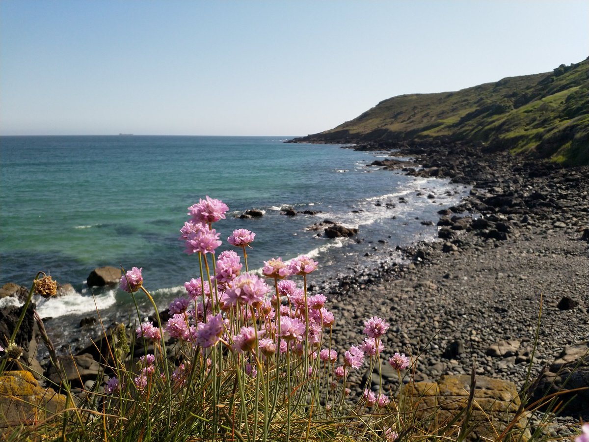 Evening @cornwallhour met some tiny ponies on the coast at the weekend, don't we live in a wonderful place 😍 
#cornwallhour #cornwall #cornwallcoast #ponies #cornwalllife