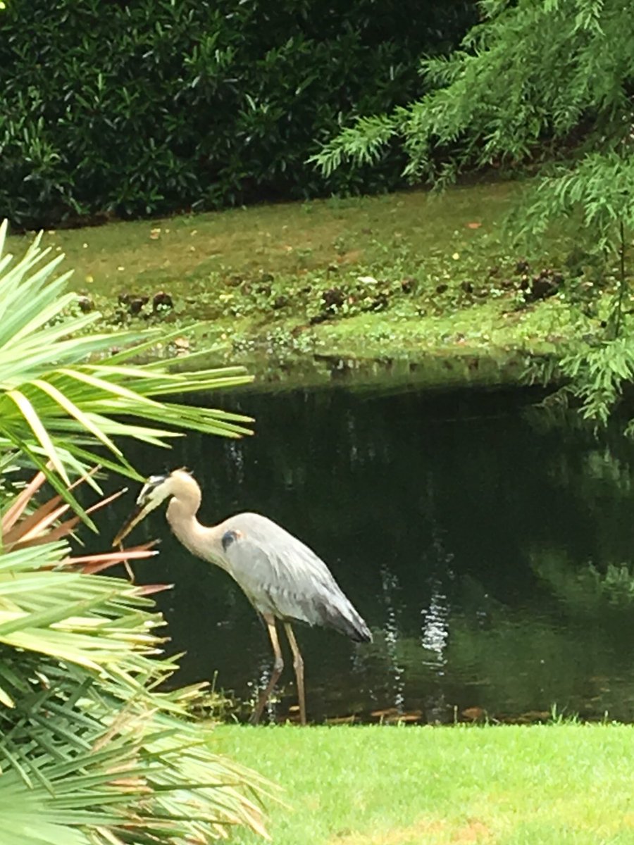 KThompGolf1's tweet photo. Afternoon snack after the rain. #outdoorscenes #truebluegolf https://t.co/RdOYmZW3BQ