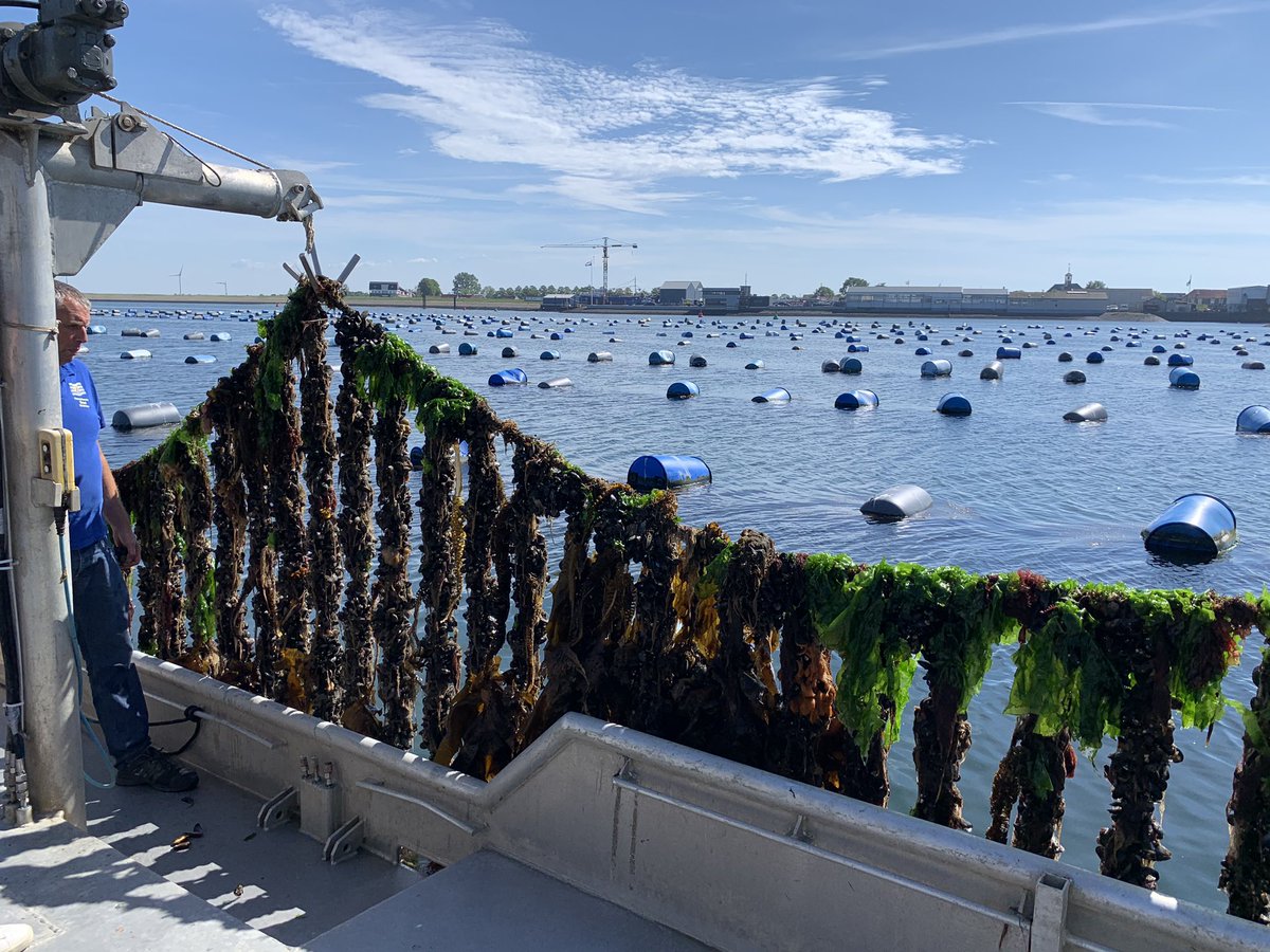 DNijstad's tweet photo. Gister een mooie (Corona-proof) persdag mogen organiseren om de start van het Zeeuwse hangcultuurmossel seizoen te vieren! Wat hebben we genoten van het weer, de top kwaliteit mosselen en van de positiviteit!  https://t.co/is9droqbMZ https://t.co/FC49pKFnbH