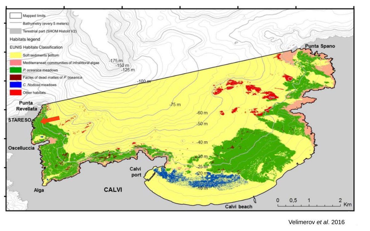 Ses herbiers sont l'un des principaux écosystèmes côtiers de la mer Méditerranée, aux côtés des communautés d'algues photophiles (rose) et herbiers à Cymodocea nodosa (une autre seagrass!) surtout (bleu). Ici la baie de Calvi (Corse) où a eu lieu l'expérience de mon mémoire.