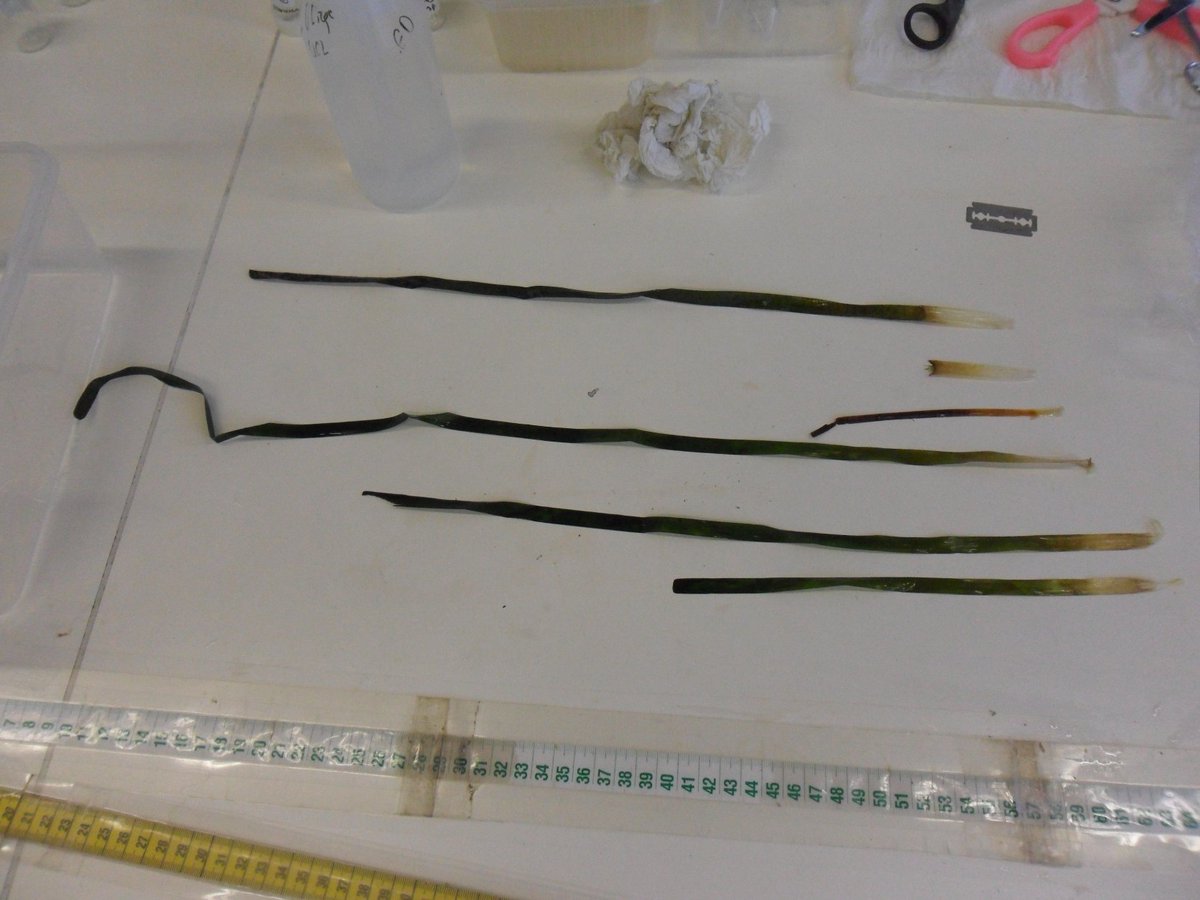 Ici on voit un faisceau en cours de dissection, les feuilles étant ordonnées de la plus vieille (haut) vers la plus jeune (bas).