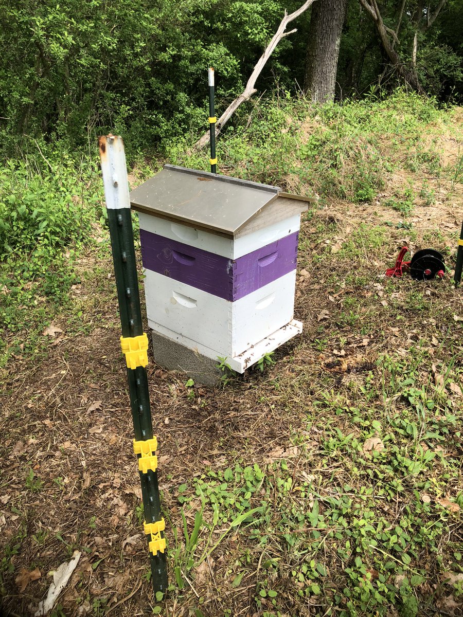 Patch_The_Medic's tweet image. The ladies, and the food area when it’s empty (always some that get stuck 😔) #PercysLab #buzzbuzz