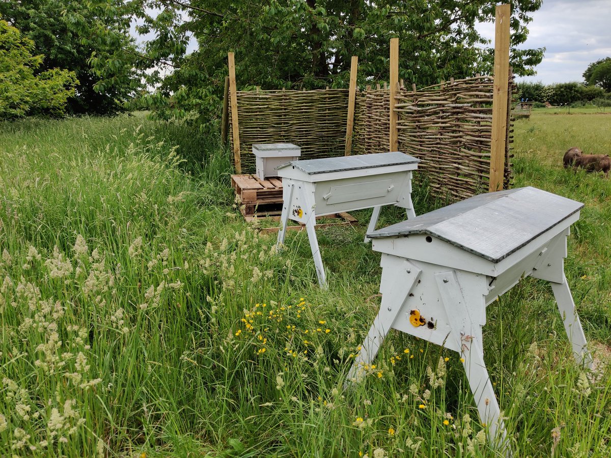 After seeing queen cells in both of our hives at the weekend, today I found the current queens and moved them into nucs along with some brood and stores.  

Now need to think about what to do when the colonies get too big for their new bijou homes.