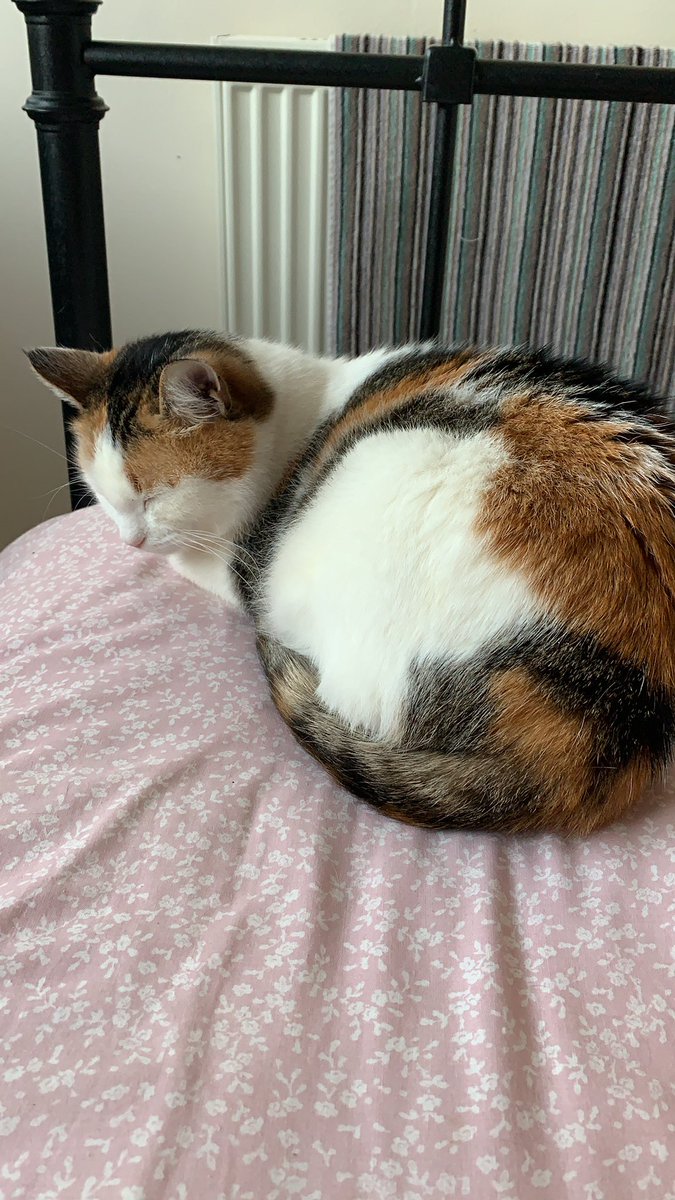 ELJ_Wood's tweet photo. @SusanCalman My Belle looks very similar to Doctor Abigail Bartlet. I too am rescued by my rescue cats (Belle has a daughter, Biscuit) ... couldn’t imagine being without them 😻 https://t.co/Yp4bM8B4E9