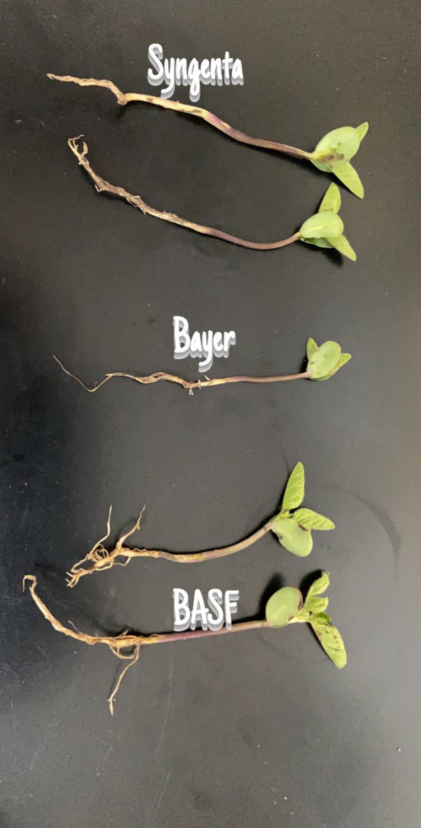 casedc2002's tweet photo. Seed treatment trial with complete package on HS32x90.      So there is saltro cruiser max vibrance.     Acceleron I&amp;F.                              Obvius plus poncho votivo ilevo             Look at the BASF roots halo is no harm.         #basf   #Hisoy #saltro https://t.co/oIXYaZYYws