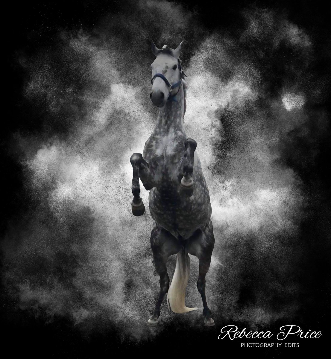 Rebecca Price Photography tweet media