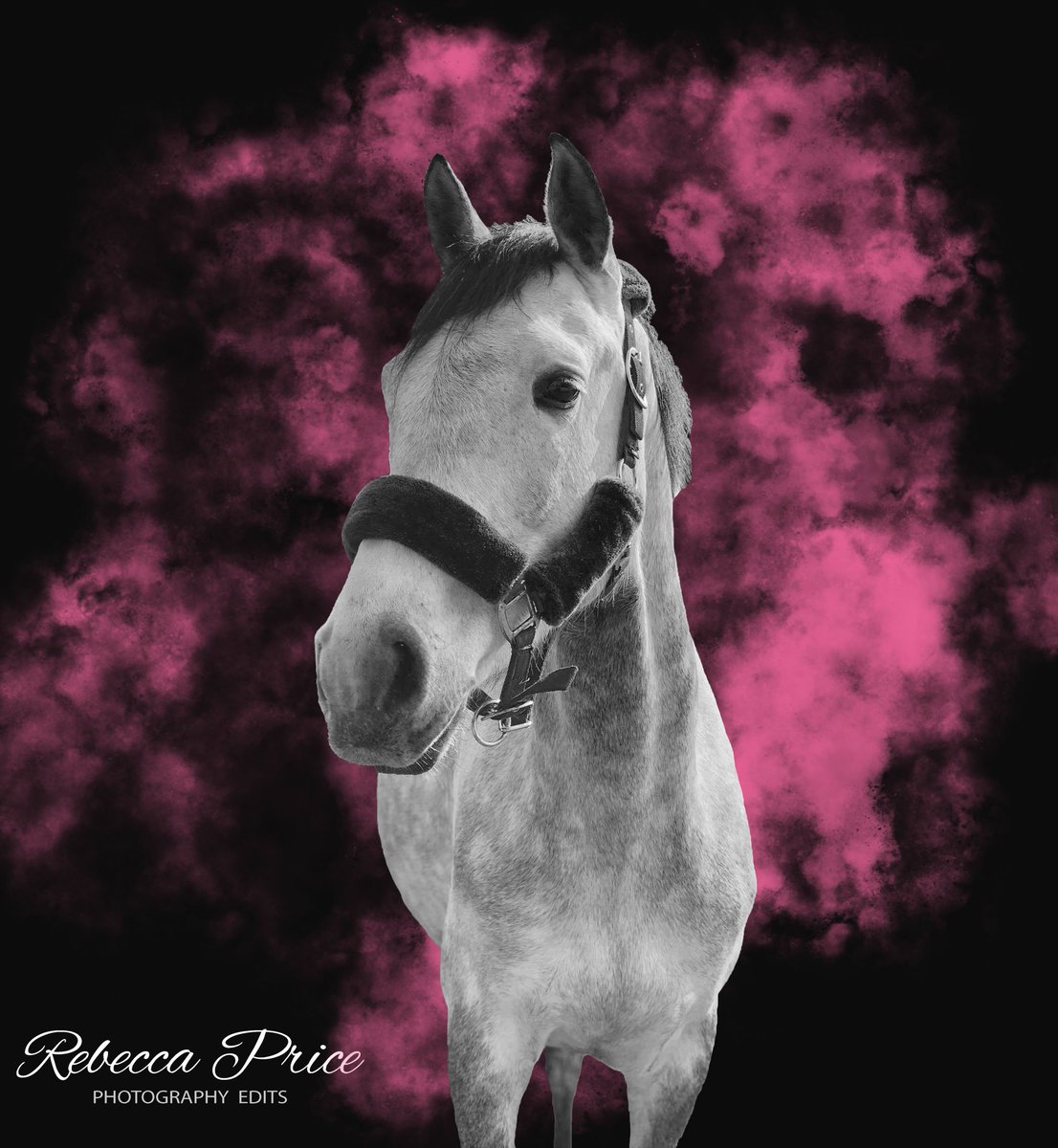Rebecca Price Photography tweet media