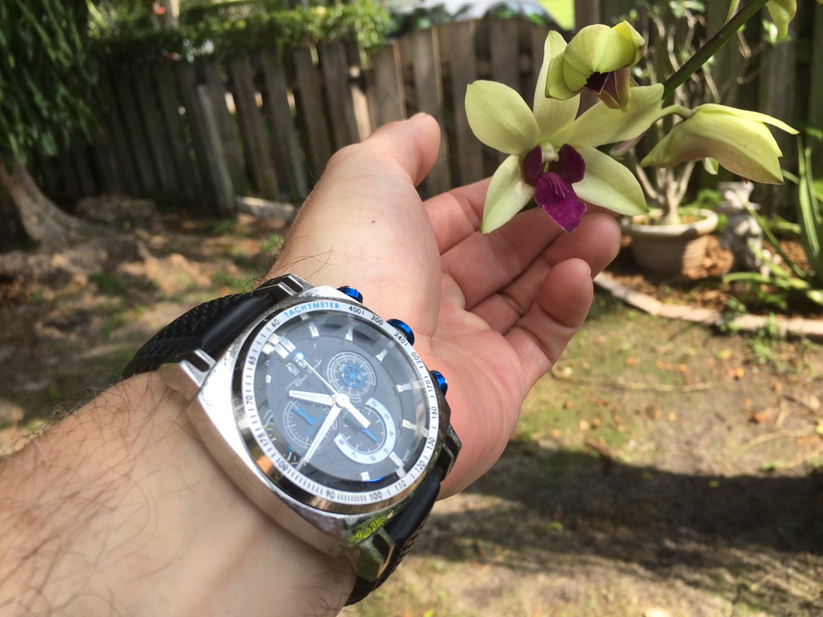 RacingToDisney's tweet photo. New orchids blooming soon, @ritmo_mundo @alisoltani. Springtime in South Florida. #RitmoMundo #BlueRacer https://t.co/aRy8MFHgrF