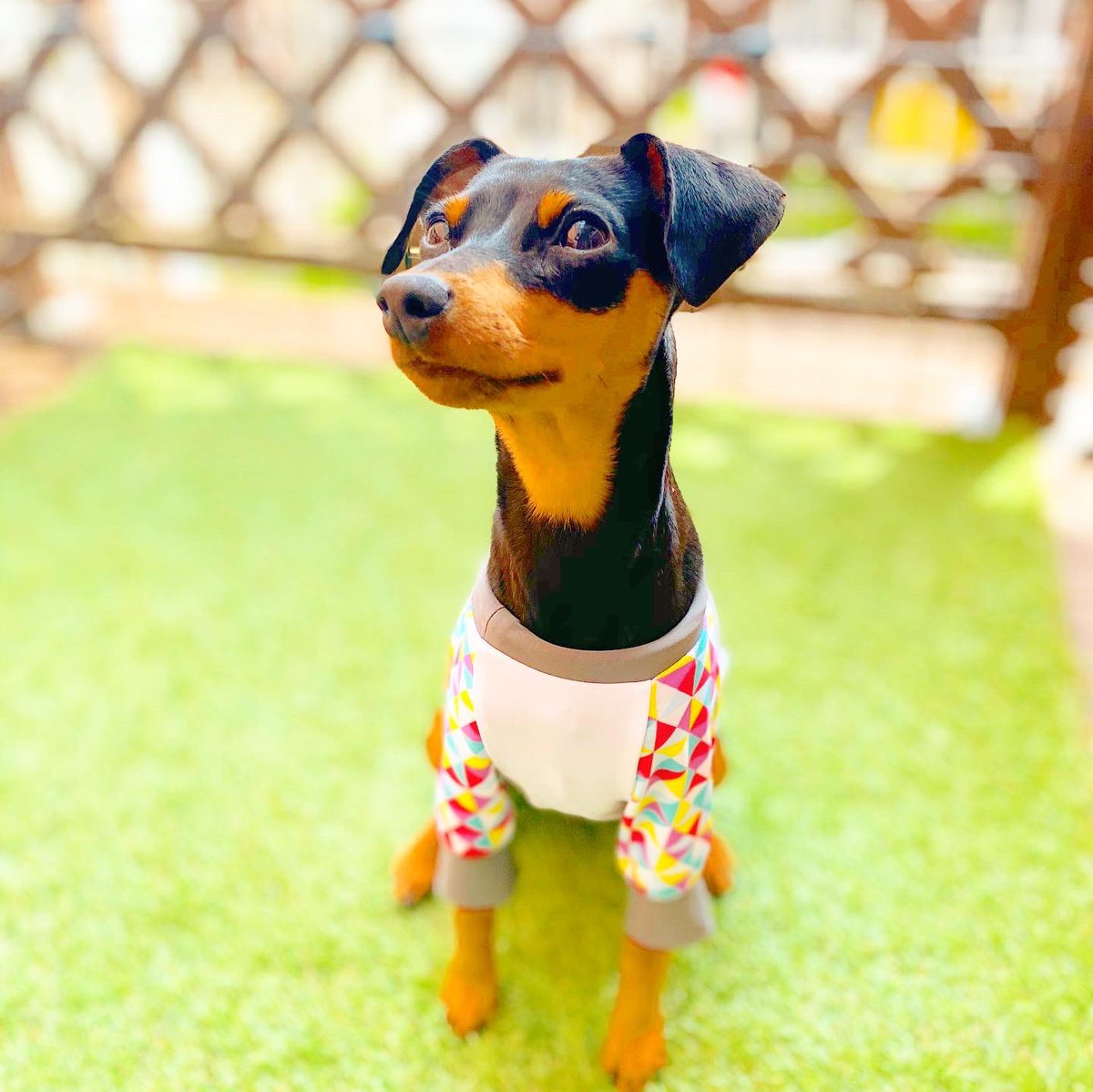 ミニピンあるある