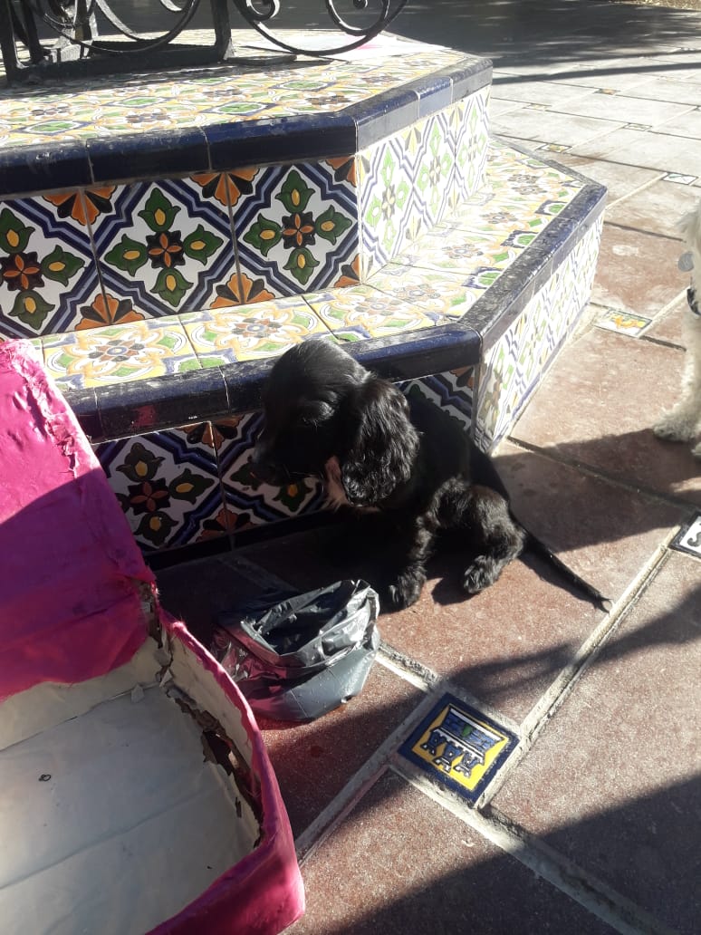 candealdunate's tweet photo. Mi papá encontró este perrito tirado en la plaza España, no lo puede tener. Por favor difundan así alguien lo puede adoptar rápido 🙏🥺 https://t.co/uYAu7LeQoG