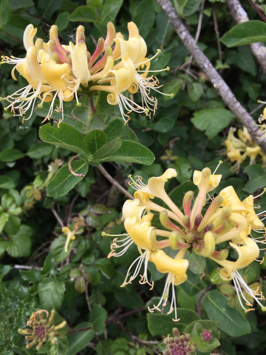 patsybev's tweet photo. What a beautiful day... 
The smell of the Honeysuckle in the hedgerow is just devine.😇
#Cornwall  #LockdownLife  #Mindfulness  #Dailywalks https://t.co/0YZHF9wI6o