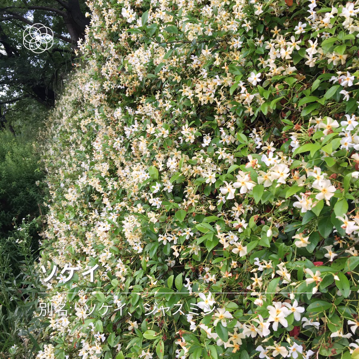 日向夏 泉 きろくま 鴨川の花も わずか1週間で様相が変わって 小さな草花などは花の終わったらしきものものあり ジャスミンはまだ芳香を放ち 新しく咲き始めた花 セイヨウオトギリソウ もあり 景色は 毎日同じようで 同じではない 京都