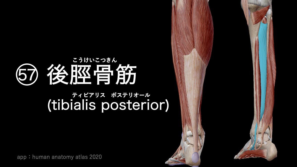 แฮชแท ก 後脛骨筋 ในทว ตเตอร แฮชแท ก 後脛骨筋 ในทว ตเตอร