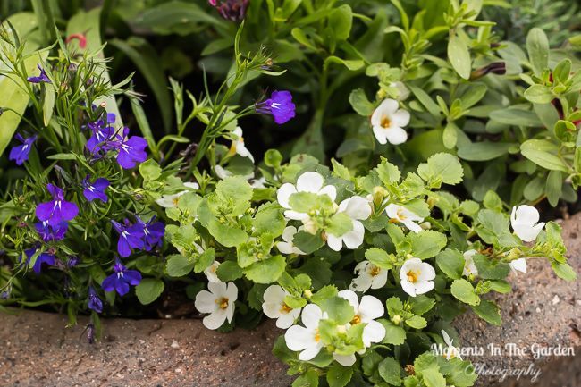 MomentsintheG's tweet photo. Plants complement one another. Lobelia with bacopa and calibrachoa. White osteospermum with a copper leaved fuschia and where did the white bluebells come from. #plantcombinations #benefitsofannuals #whitebluebells #containergardening #momentsinthegardenphotography https://t.co/f26PRJBW6Q