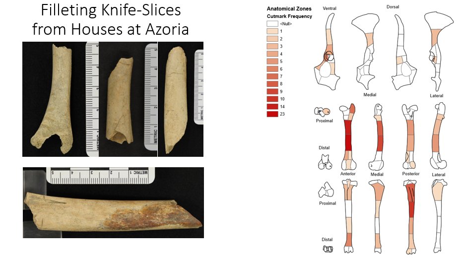 I can then export this spatial data to GIS software and analyze the anatomical distribution of cutmarksThis is how I can argue that professional butchery developed in tandem with citizen feasts in ancient GreeceIt lets me to find new patterns and ask different questions/11