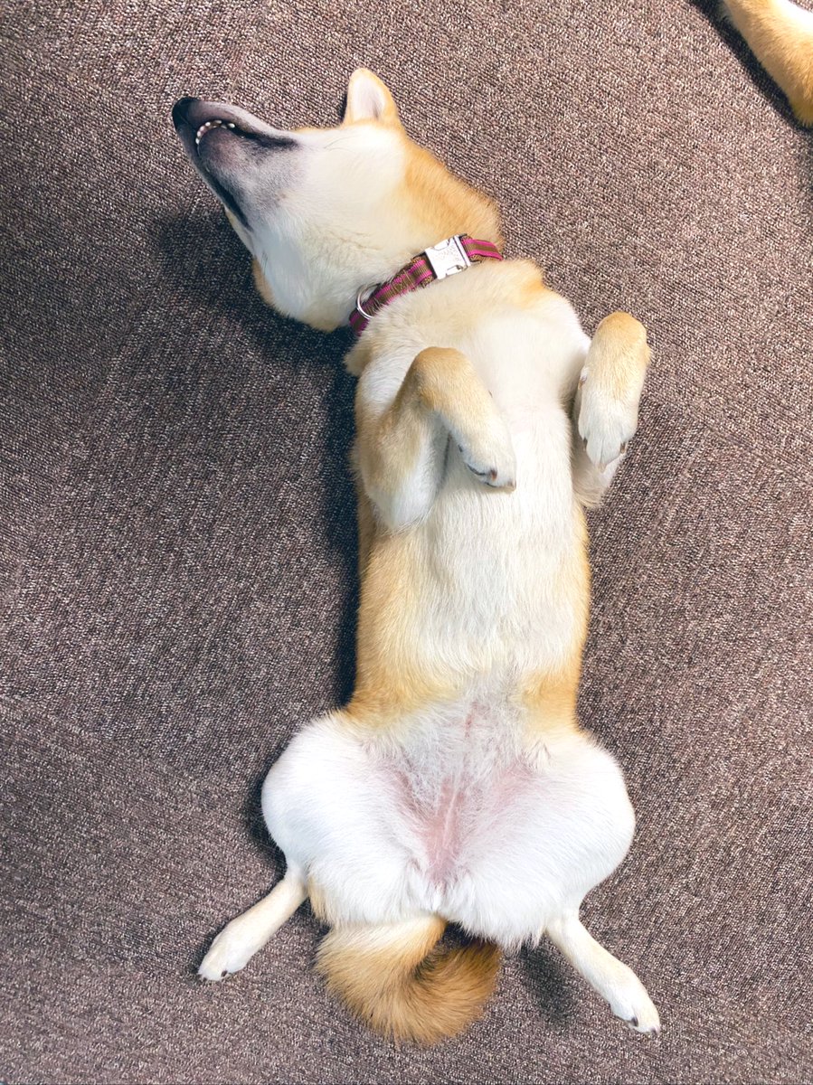 柴犬ももはな 何を考えているのでしょうか ももちゃん 歯が見えてますよ 柴犬 赤柴 動物 へそ天 いぬのきもち 柴犬ももはな 何を考えているのでしょうか ももちゃん 歯が見えてますよ 柴犬 赤柴 動物 へそ天 いぬのきもち