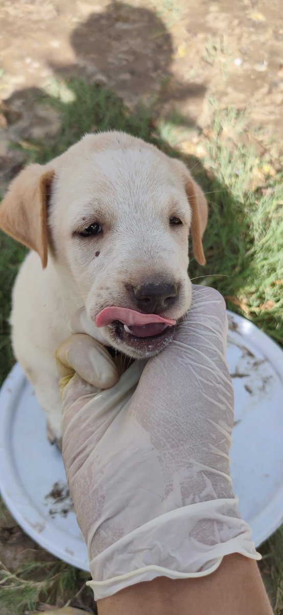 pooja_ngo's tweet photo. Day 59 ♥️.
It is always a great feeling after feeding them and seeing their happy faces. May God bless them!
#coronarelief #doglovers #animalhealth #poojaofhumanity 
@Manekagandhibjp @peta https://t.co/TYaQaoDDo4