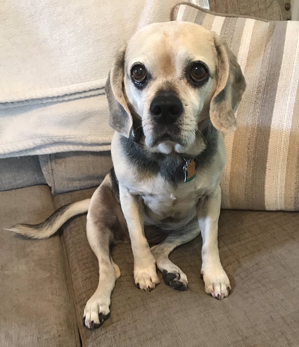 MandyThePuggle's tweet photo. What do you mean a little human is coming to live with us this week? Like, forever? https://t.co/AMN9VYDuRk