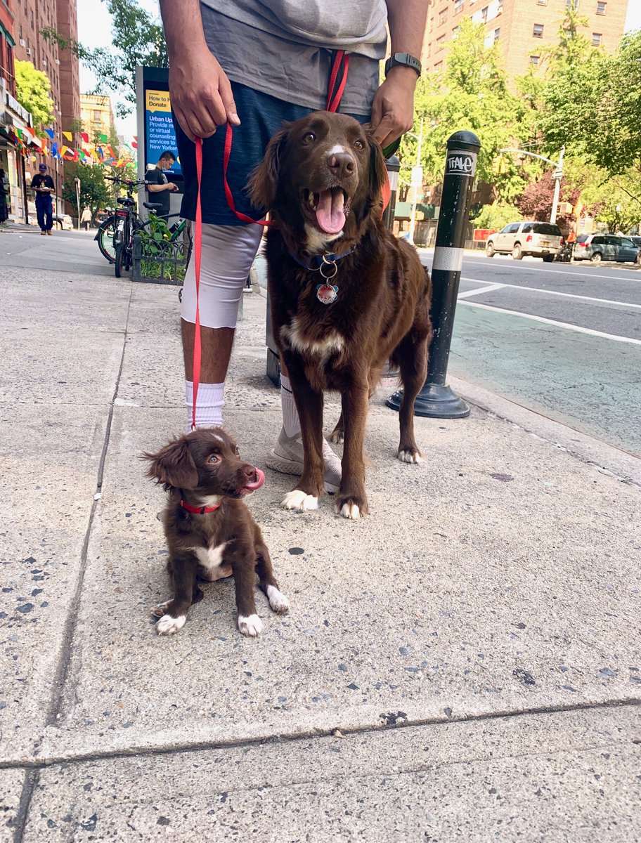 teamTBM's tweet photo. Open for a surprise!

(Wyatt &amp; Gigi)#teamtbm #dogsofnyc https://t.co/53CqiyKxBJ