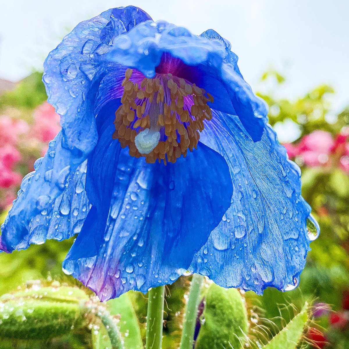Meconopsis grandis on a rainy day - in our May garden. #mygarden #meconopsis #gardenvibes #flowers