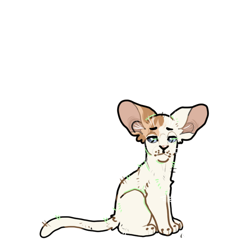 whimsyfinch's tweet photo. oriental moggy kits have the best ears and i will fight for that

#floralempires #fearpg #warriorcats #rootclan https://t.co/YKILYDzW4m