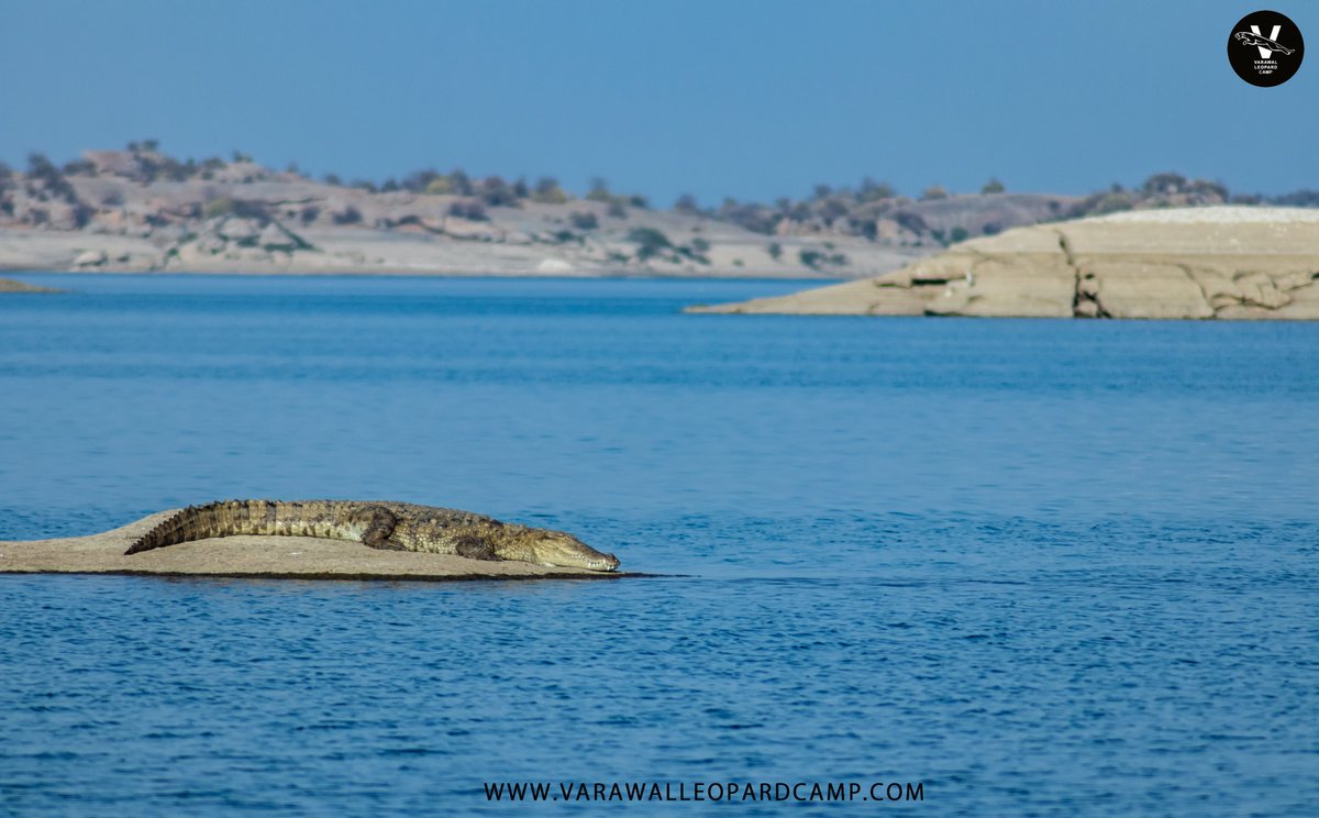Special thanks to <a href="/binaakak/">Bina kak</a>  -a renowed environmentalist &amp; forest minister(2011), who declared Jawai Dam, a Crocodile Sanctuary in July 2013 because of which the crocodiles in the backwaters are safe. Also, no commercial or industrial a..
bit.ly/2X7IBKt