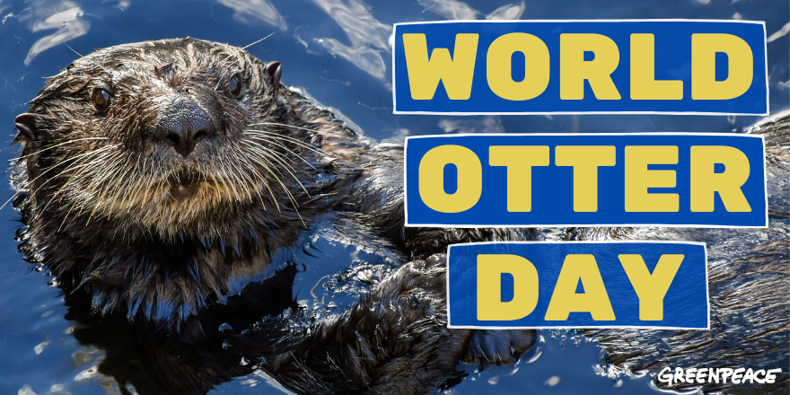 GreenpeaceUK's tweet photo. Let's hear it for the world's cutest water mammals! 😍

By the late 1970s, otters had all but disappeared from the UK. Their comeback is a real success story for British conservation and wildlife!
#WorldOtterDay https://t.co/t2NwQmkPeP