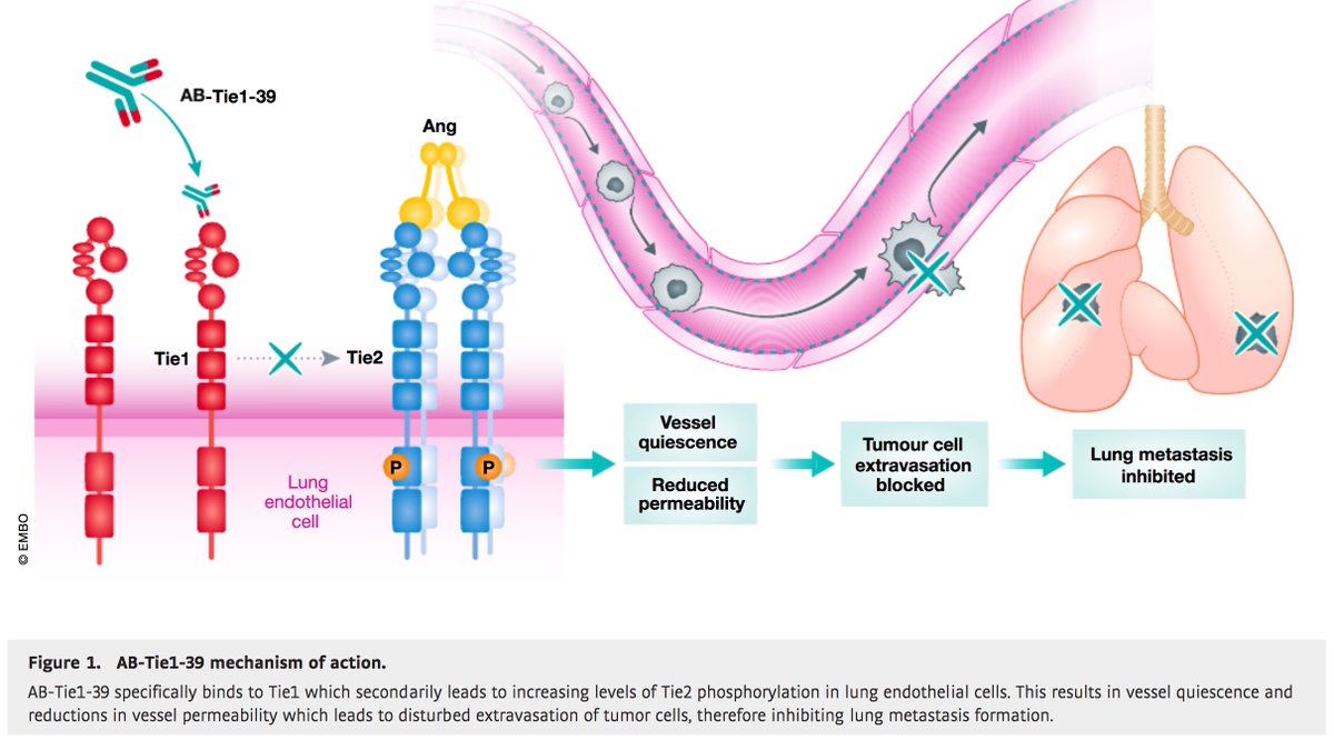 HellmutAugustin's tweet image. Just came across a very nice editorial (embopress.org/doi/epdf/10.15…) that Kabir Khan &amp;amp; Bob Kerbel (Toronto) published about our recent Tie1 antibody paper in EMBO Mol Med (embopress.org/doi/full/10.15…). Always a great honor to have a paper accompanied by an editorial. Thanks Kabir &amp;amp; Bob!