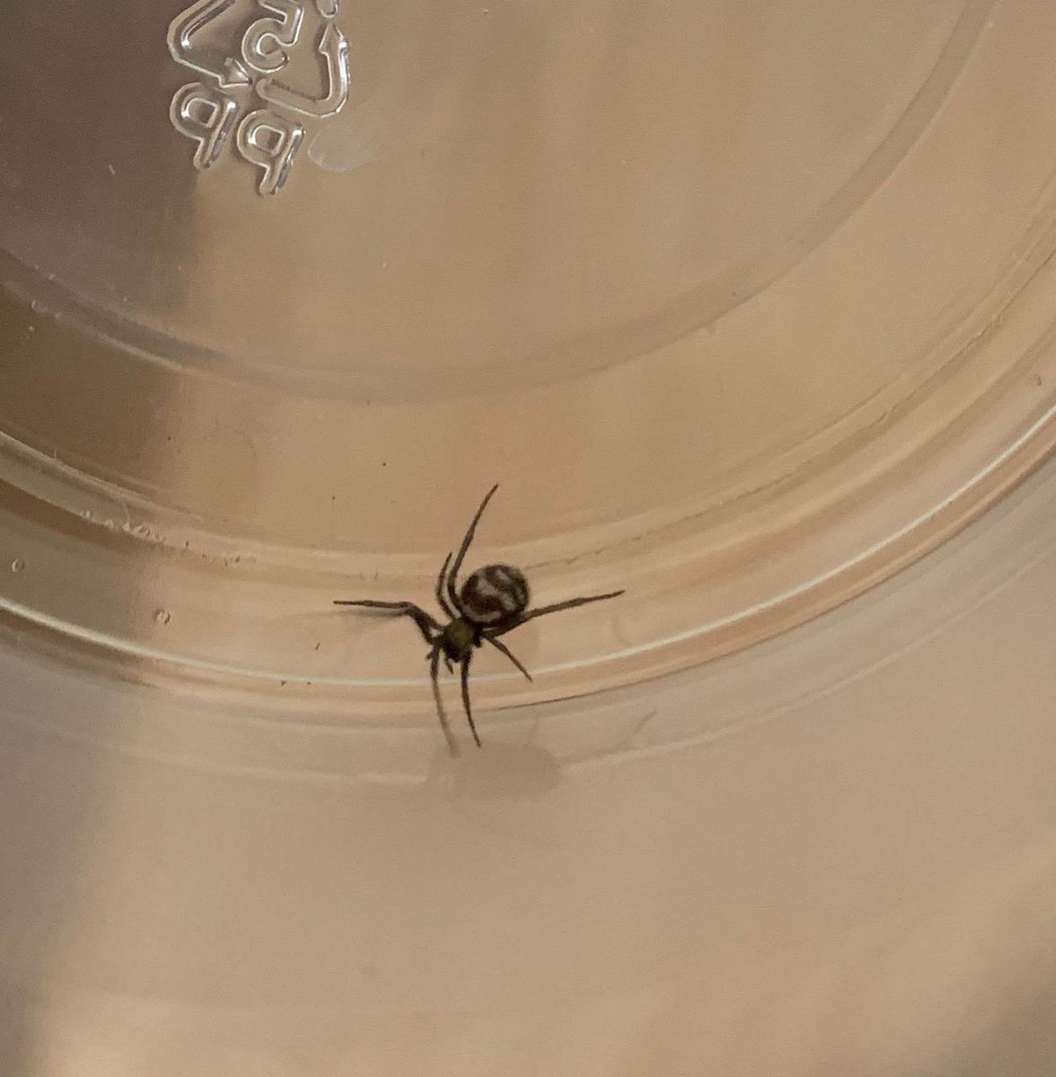 giGioOM's tweet photo. @Arachno_Cosas Hola!! Encontramos esta araña en nuestro cuarto... me podrías ayudar para saber si debo quemar mi casa y salir corriendo con mis niños?? 😫 Hoy encontramos otra, en el cuarto de a lado. 🥺 https://t.co/ItnbNBHJXi