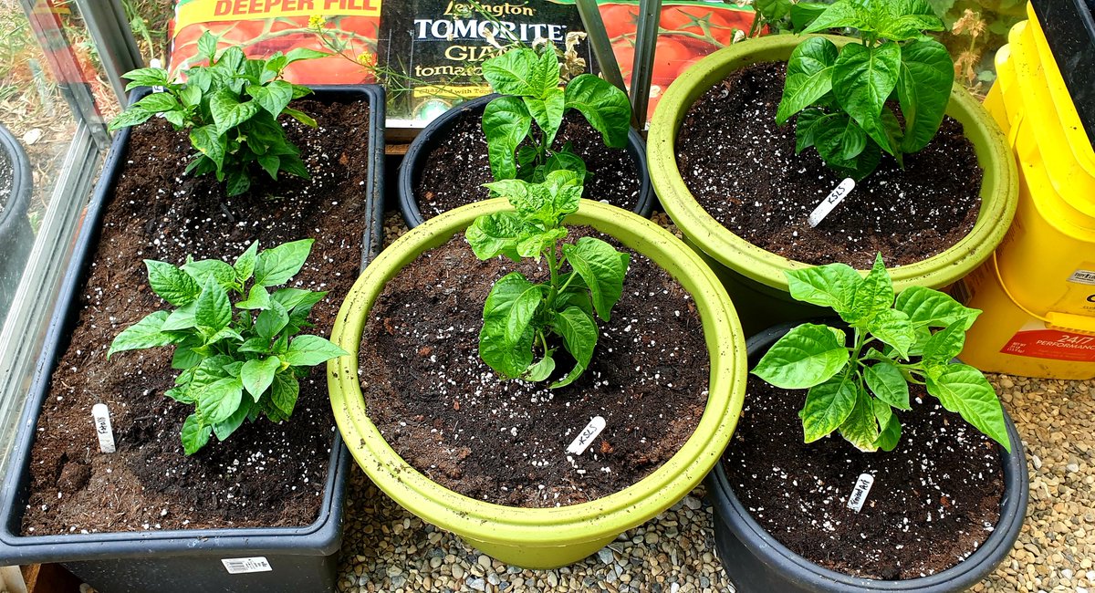 KellyWoodroffe's tweet photo. Lots more done today, thankfully the sun hasn't been out much otherwise it would have been unbearably hot. Some in final pots and others just given an upgrade. Rocoto San Pedro Rojo fruits coming on nicely too #chillies #willbespicy #upgradesallround https://t.co/JKqiPf3tYL