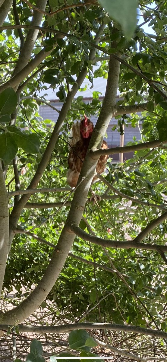 We planted over 1000 trees back in 2015. We didn’t expect the chickens to be climbing up them!