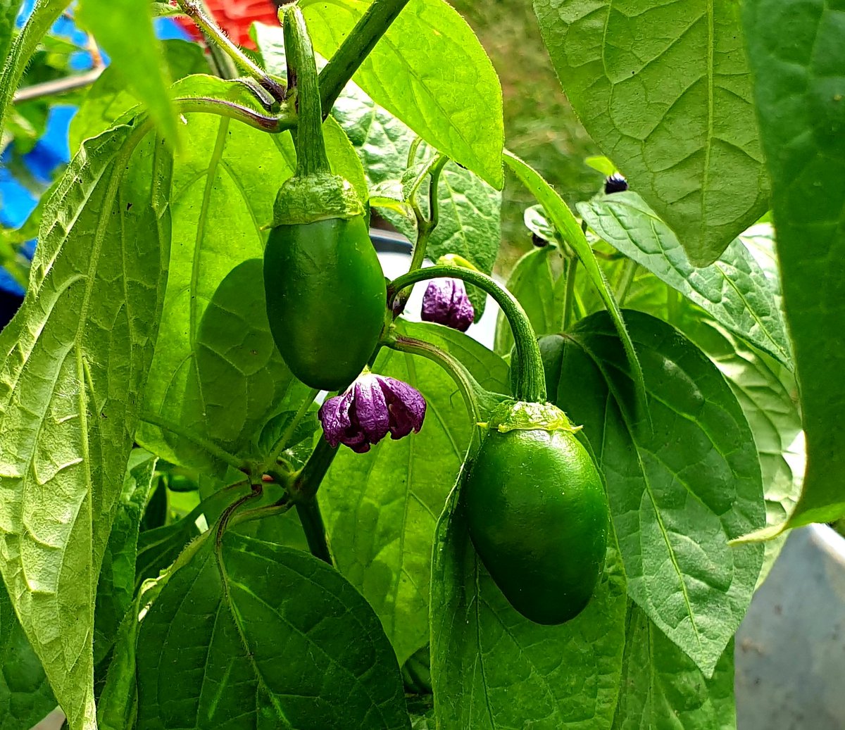 KellyWoodroffe's tweet photo. Lots more done today, thankfully the sun hasn't been out much otherwise it would have been unbearably hot. Some in final pots and others just given an upgrade. Rocoto San Pedro Rojo fruits coming on nicely too #chillies #willbespicy #upgradesallround https://t.co/JKqiPf3tYL