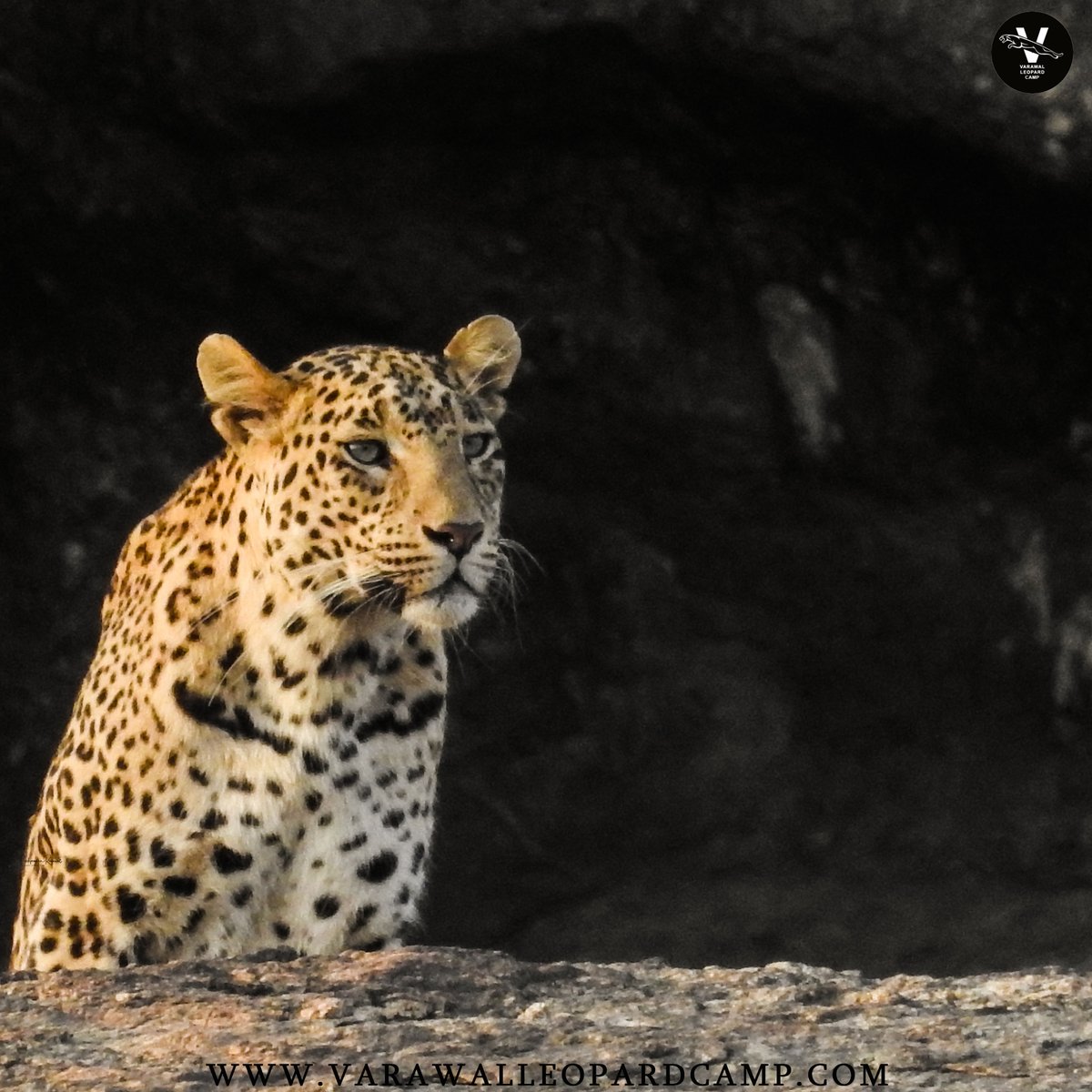 •ZIYA•
Another leopard of Jawai. Her ancestors (specifically, grandmother) was first spotted in 1997, and the trend of leopard safari was started in Jawai since then, by ou
bit.ly/2AfMWlO
(For more stories, stay tuned!)
#jawaileopards #wildlife #varawalleopardcamp