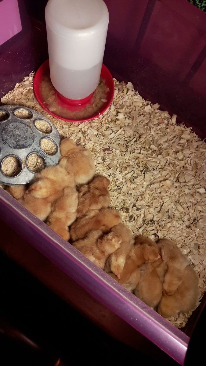 Excited to announce that on Monday CG Kindergarten welcomed 12 new chick babies!!🐣😍We currently enjoy eating &amp; sleeping a lot! <a href="/CenterGroveES/">Center Grove</a> <a href="/CG_Kindergarten/">CG Kindergarten</a> <a href="/erica_rossmann/">Erica  Rossmann</a> @MsDungan <a href="/ms_laneve/">Ms. La Neve</a> <a href="/SamiMilden/">Sami Milden</a>