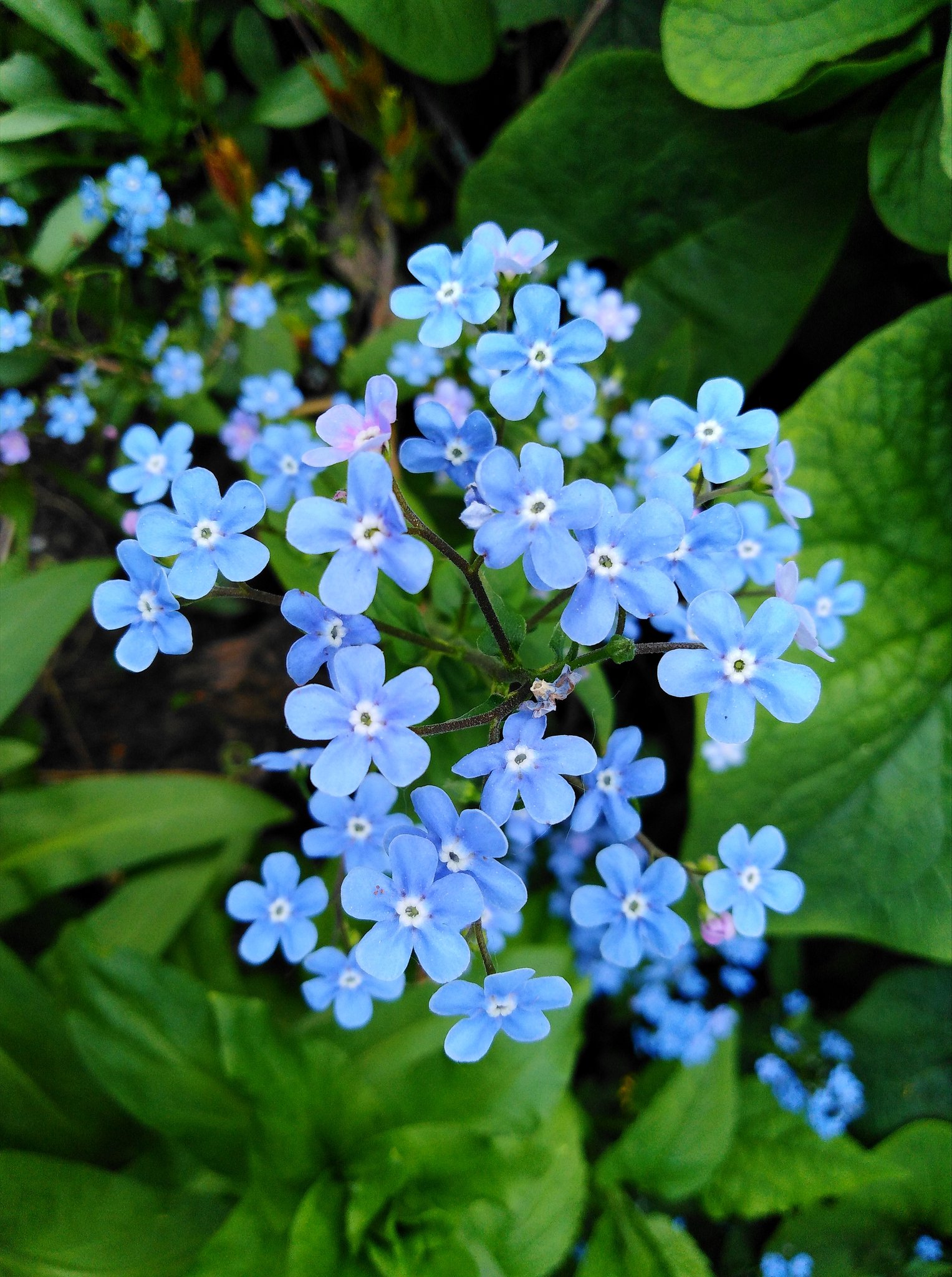 Out Of The Blue Nezabudki Forgetmenot 忘れな草 勿忘草 Photography T Co Zuji1nvr6j Twitter