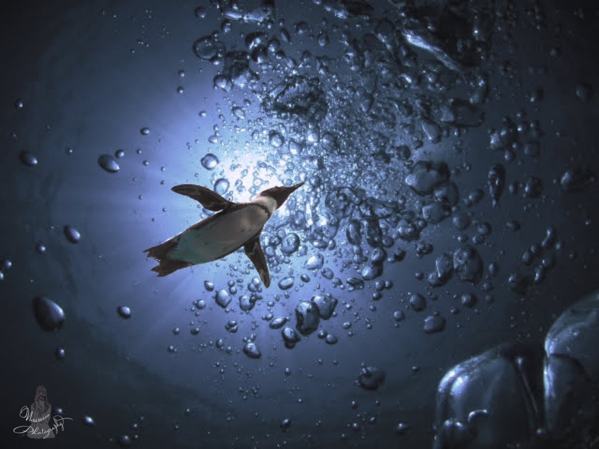 『Splash!!』

#写真好きな人と繋がりたい #ファインダー越しの私の世界 #東京カメラ部 #カメラ女子 #写真で伝えたい私の世界 #ふぉと #ペンギン #Splash #yolo #tbt #swag #jj #療癒 #the_sound_of_photography #animalshots⠀
#animalphotography⠀
#animalsofinstagram #birders_gallery