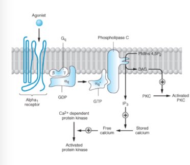 3/ Lets start with the a1 receptor, specifically those seen in the smooth muscles of our peripheral vasculature. Activation of these receptor -> activation of phopholipase C ->  release of free calcium -> smooth muscle contraction or VASOCONSTRICTION 