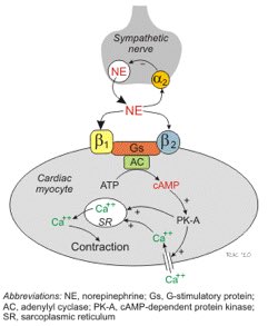4/ B1 receptors are primarily seen in cardiac tissue. Receptor activation ->  AC activity ->  cAMP -> cardiac myocytes to squeeze harder (inotropy) and squeeze faster (chronotropy) Note that B2 receptors in the heart act by this exact same pathway.