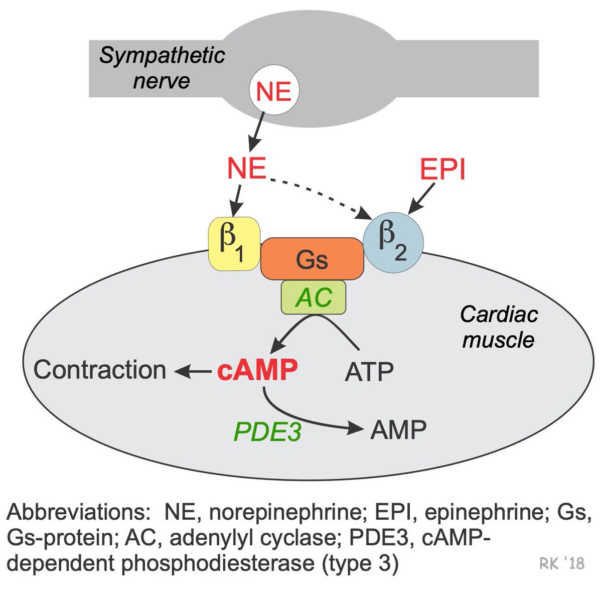 21/ Milrinone already uses similar mechanisms we have talked about. It is a a Phosphodiesterase inhibitor (PDE-I). PDE normally breaks down cAMP, but by inhibiting it we can increase the downstream signaling of cAMP, the same signaling that our Beta receptors normally cause!