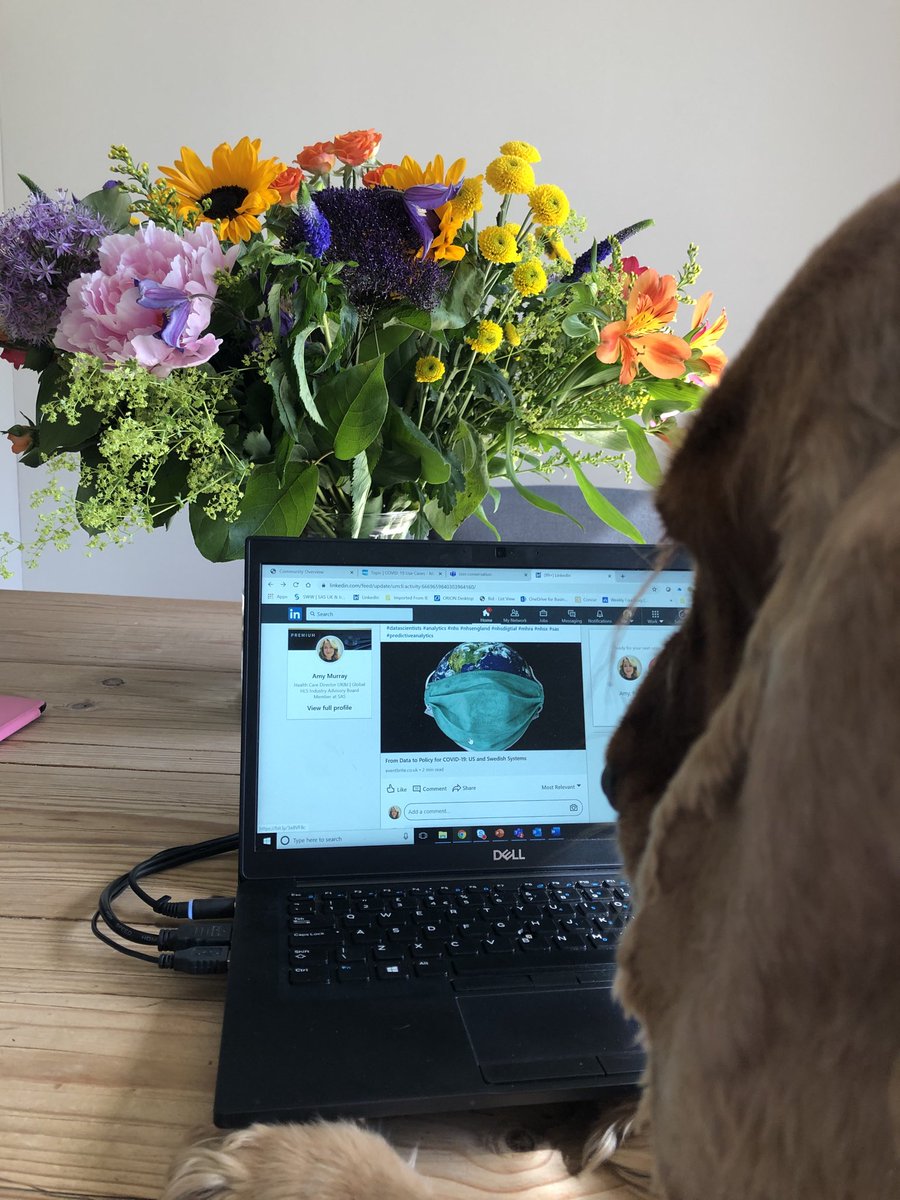AmyMurraySAS's tweet photo. You know it’s good when Lily wants to get involved!!! Join us tomorrow for the first ever NHS/SAS International Covid-19 Data and Analytics huddle...register here to attend https://t.co/msnqjAIJF5